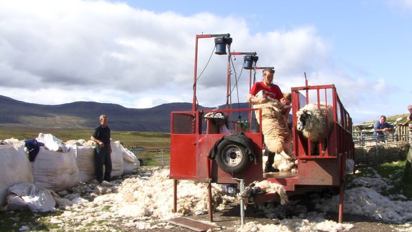 Photograph of a sheep being sheared outdoors. In the foregournd is a large red platform surrounded by piles sheared wool on which a man shears a sheep.