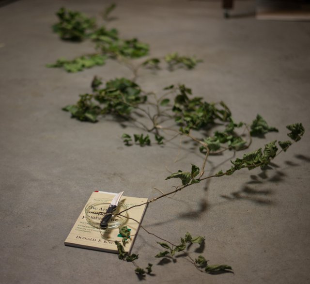 Photograph of a set of tree branches grafted into a single long branch and laid out on the floor. One end rests upon a book and grafting knife.